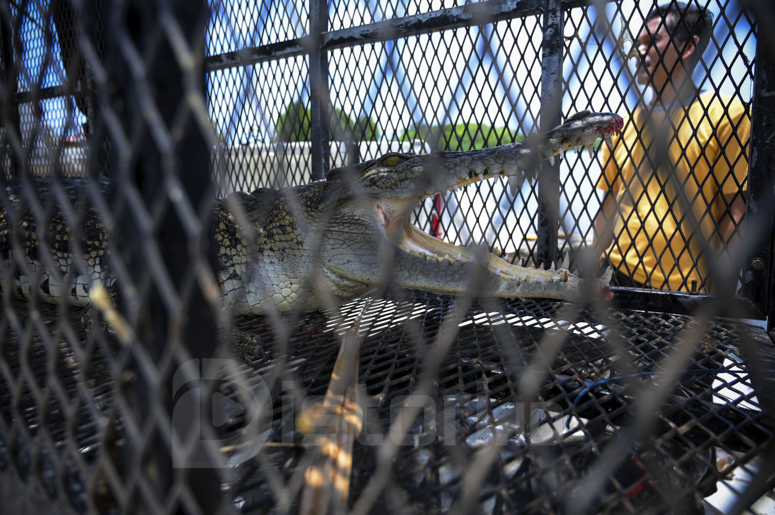 (Foto: Distori/Z Akbar)