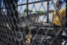 Ilustrasi Buaya. (Foto: Distori/Zahlul Akbar)