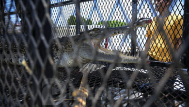 Ilustrasi Buaya. (Foto: Distori/Zahlul Akbar)