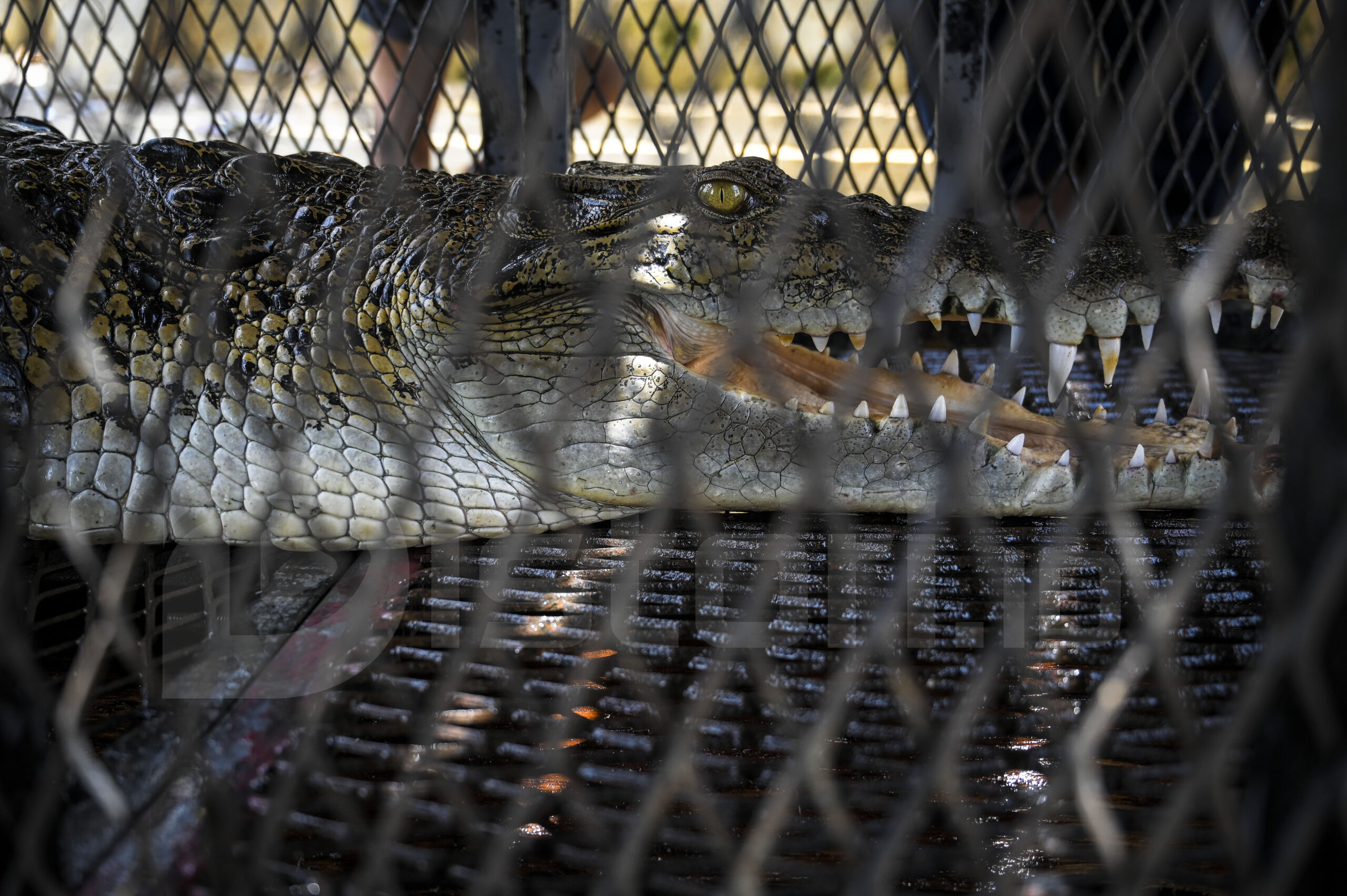 (Foto: Distori/Z Akbar)