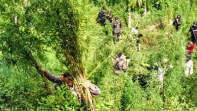 Petugas gabungan melakukan pemusnahan 1,2 hektare ladang ganja di Desa Blang Manyak, Sawang, Aceh Utara. (Foto: Distori/Dok. Polres Lhokseumawe)