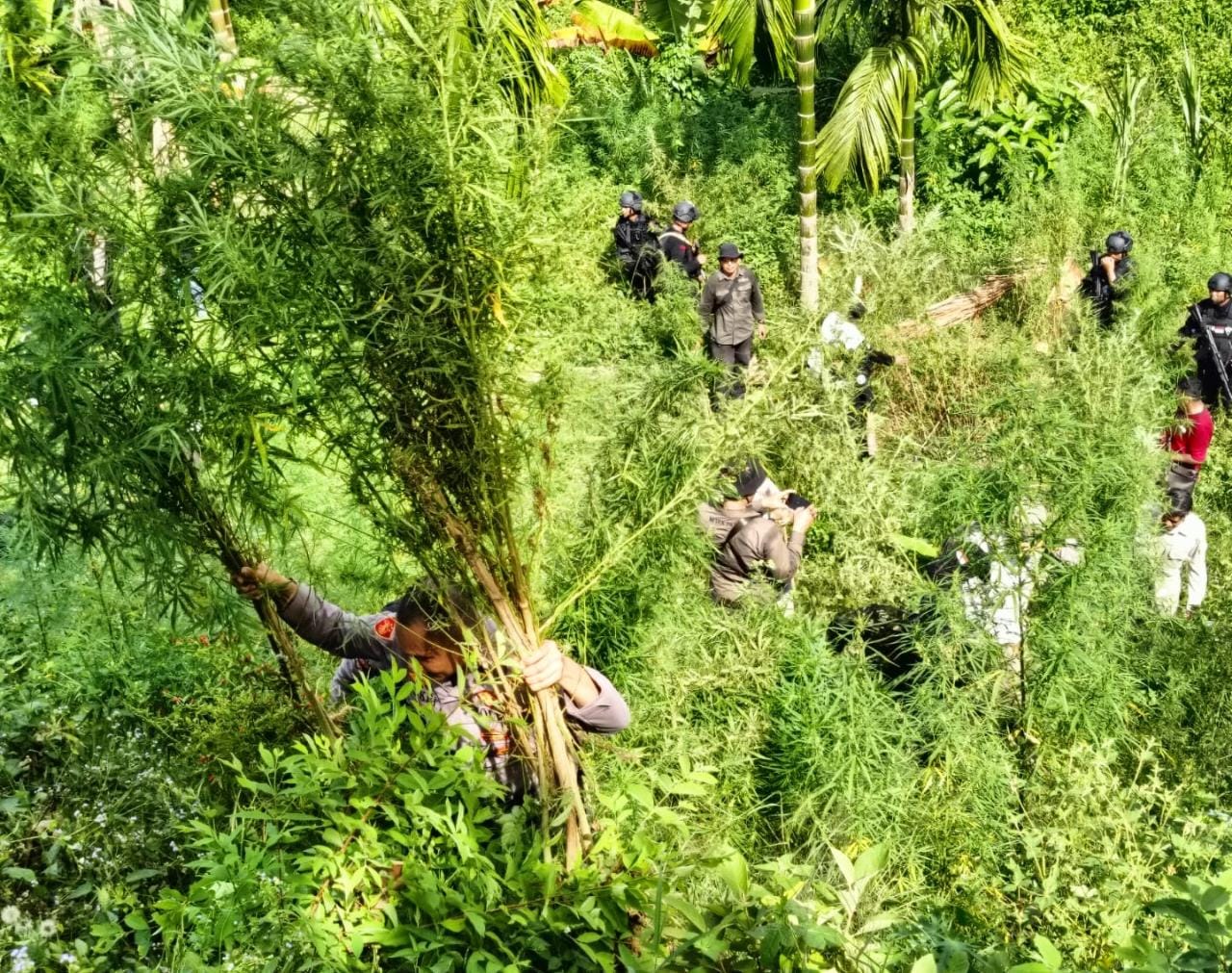 Petugas gabungan melakukan pemusnahan 1,2 hektare ladang ganja di Desa Blang Manyak, Sawang, Aceh Utara. (Foto: Distori/Dok. Polres Lhokseumawe)