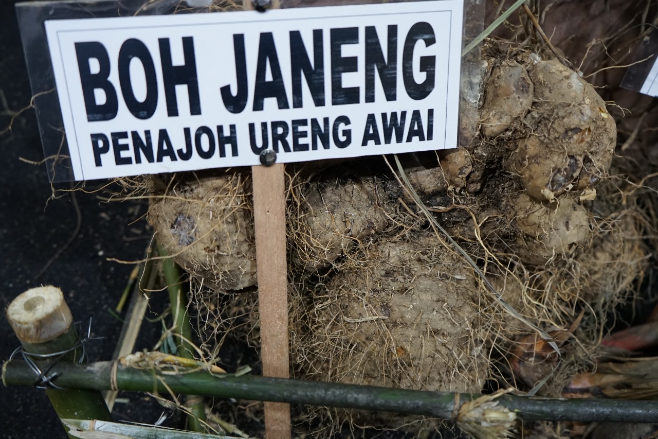 Boh Janeng (Dioscorea Hispida Dennst). (Foto : Fahzian Aldevan)