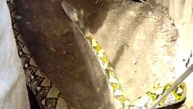 Petugas berhasil mengevakuasi seekor ular piton di Aceh Jaya. (Foto: Dok. Damkar Aceh Jaya)