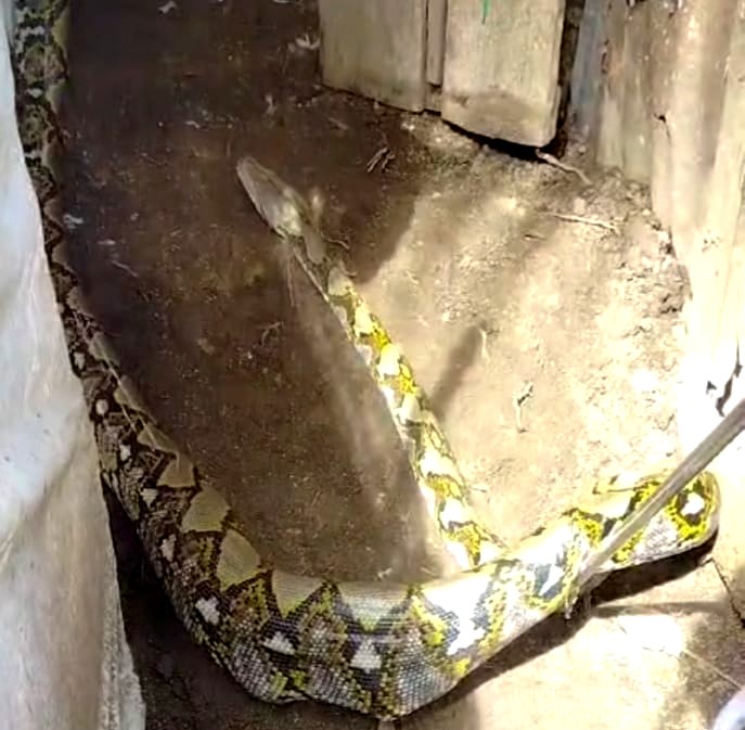 Petugas berhasil mengevakuasi seekor ular piton di Aceh Jaya. (Foto: Dok. Damkar Aceh Jaya)