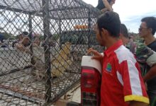 BKSDA mengevakuasi satu ekor buaya di Sungai Sayeung, Kecamatan Setia Bakti, Kabupaten Aceh Jaya, Sabtu (2/12/2023). (Foto: Dok. Warga)