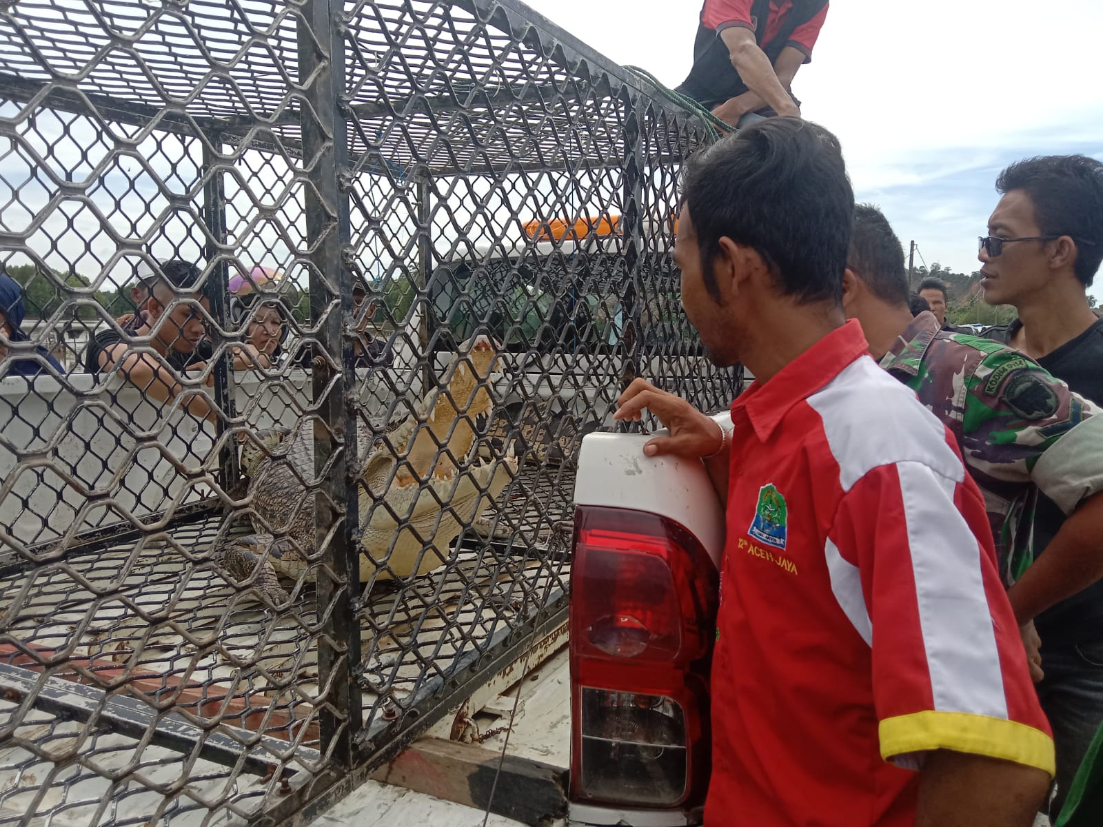 BKSDA mengevakuasi satu ekor buaya di Sungai Sayeung, Kecamatan Setia Bakti, Kabupaten Aceh Jaya, Sabtu (2/12/2023). (Foto: Dok. Warga)