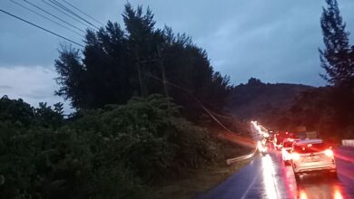 Kondisi jalan nasional Meulaboh – Banda Aceh di Kawasan Aceh Jaya mengalami macet total akibat pohon tumbang, Minggu (24/12/2023) sore. (Foto: Dok. Warga)