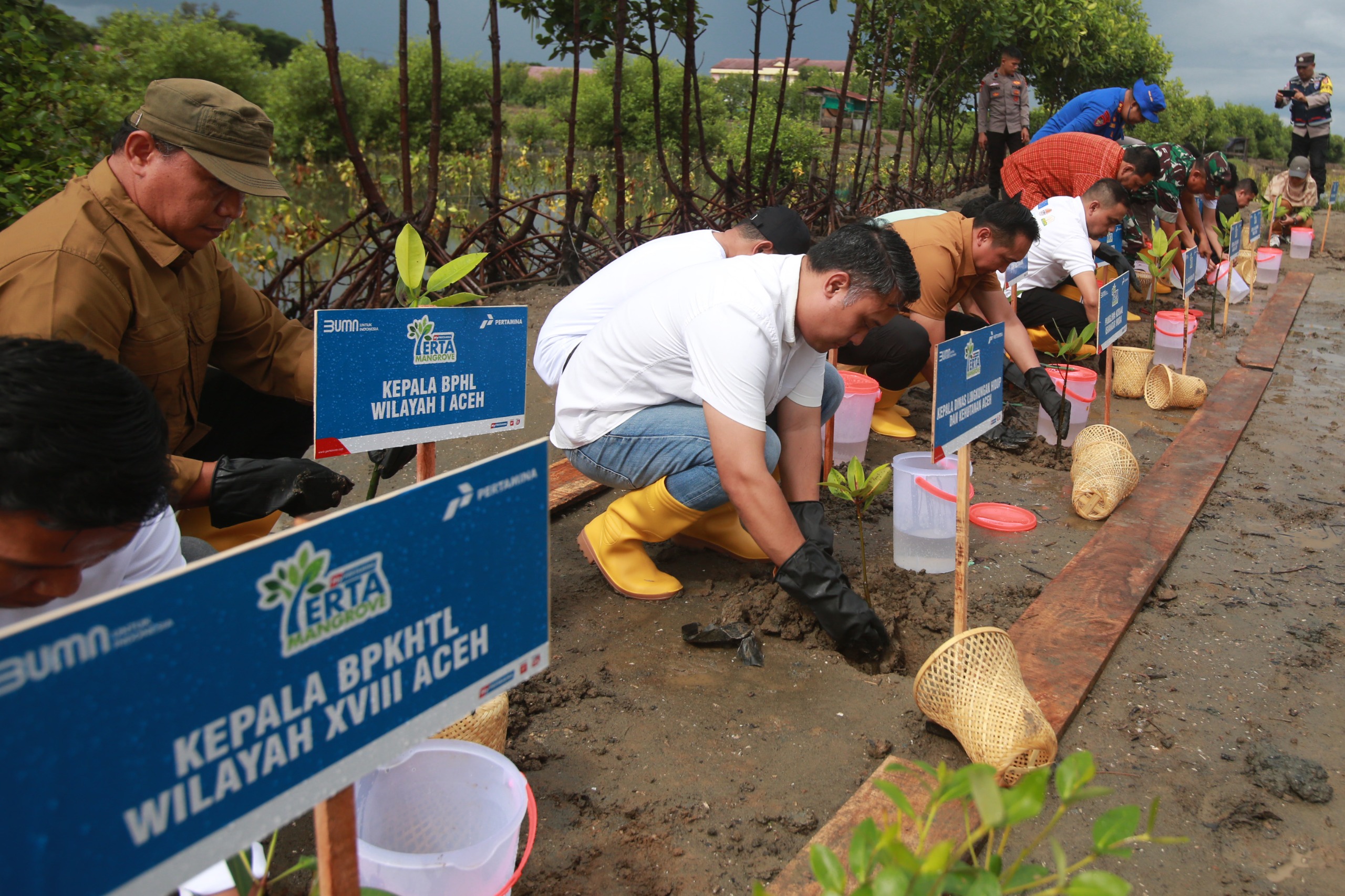 Proses penanaman 10.000 bibit mangrove dalam program PertaMangrove pertamina di Lampulo, Banda Aceh, Sabtu, (30/12/2023). (Foto: Dok. Pertamina)