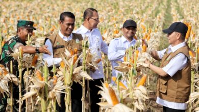 Pj Gubernur Aceh, Achmad Marzuki mendampingi Menteri Pertanian Republik Indonesia, Andi Amran Sulaiman, saat mamanen jagung di Mata Ie Desa Denong, Aceh Besar, Selasa, (6/2/2024). (Foto: DISTORI/Dok. Prokopim Pemprov Aceh)