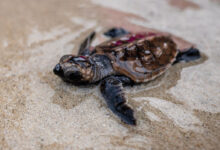 Ilustrasi pelepasliaran Tukik Penyu Sisik. (Foto: Istimewa)