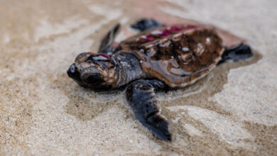 Ilustrasi pelepasliaran Tukik Penyu Sisik. (Foto: Istimewa)