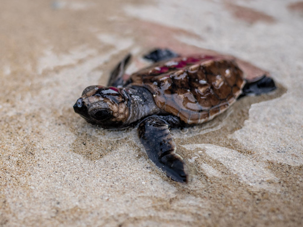 Ilustrasi pelepasliaran Tukik Penyu Sisik. (Foto: Istimewa)