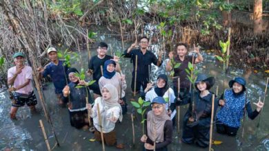 Dokumentasi aksi penanaman 100 bibit mangrove di Ekowisata Mangrove PIK. (Foto: Istimewa)